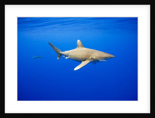 Oceanic Whitetip Sharks in Hawaii by Anonymous