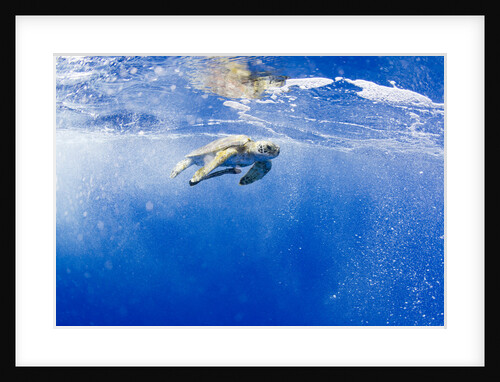 Underwater View of Green Sea Turtle in Hawaii by Anonymous