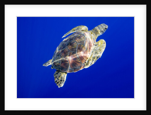 Green Sea Turtle in Hawaii by Anonymous