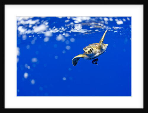 Underwater View of Green Sea Turtle in Hawaii by Anonymous