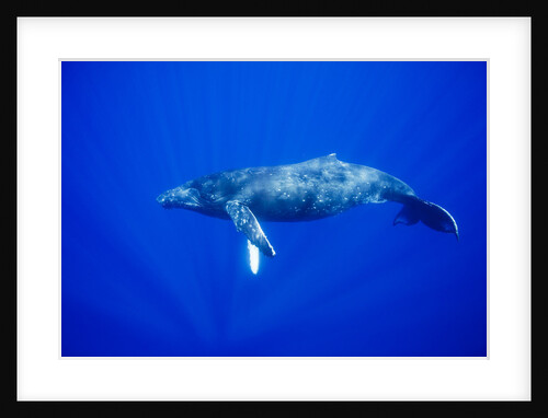 Humpback Whale Underwater by Anonymous