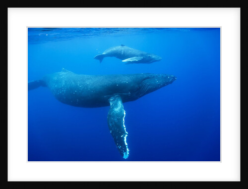 Humpback Whale Cow and Calf Underwater by Anonymous