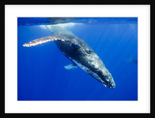 Humpback Whale Underwater by Anonymous