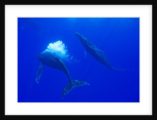 Humpback Whale Blowing Bubbles at Approaching Rival by Anonymous