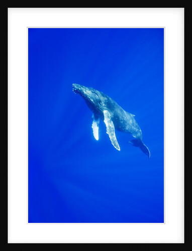 Humpback Whale Underwater by Anonymous