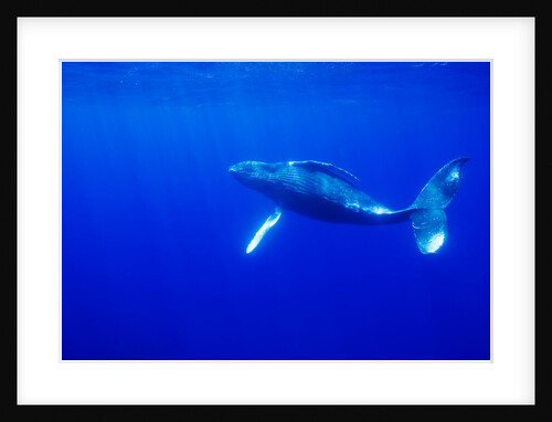 Humpback Whale Underwater by Anonymous