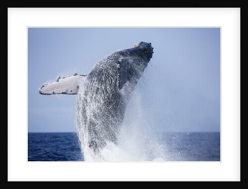Humpback Whale Beaching Along Hawaii's Kona Coast by Anonymous