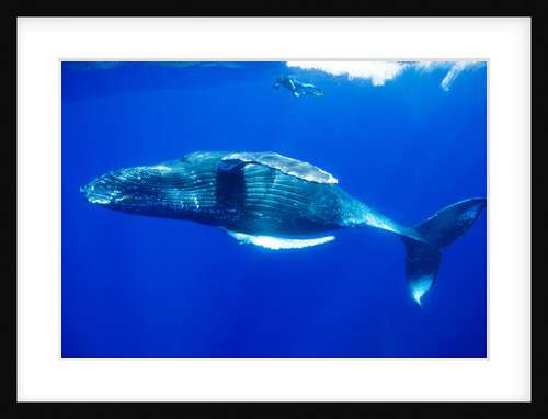 Snorkeler Swimming Above Humpback Whale by Anonymous