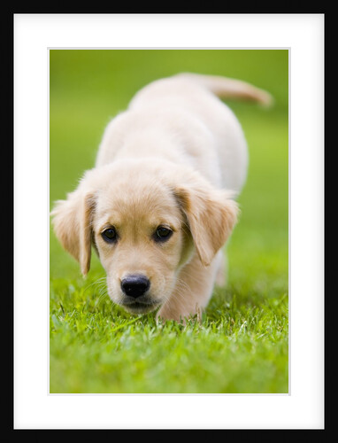 Golden Retriever Puppy Playing Outdoors by Anonymous