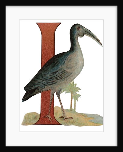 I Is For Ibis Illustration by Anonymous