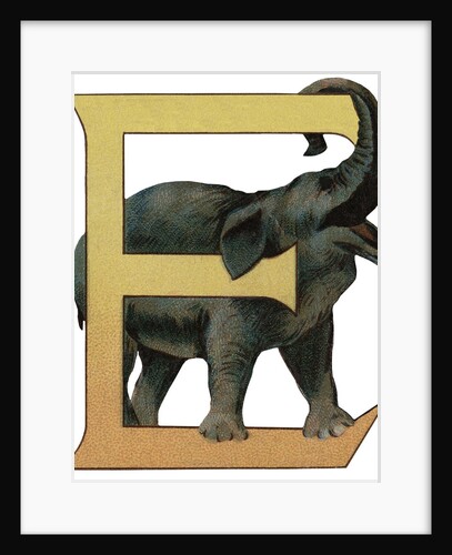 E Is For Elephant Illustration by Anonymous