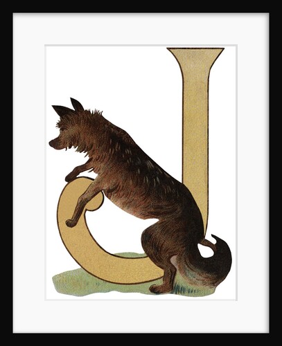 J Is For Jackal Illustration by Anonymous