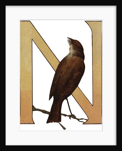 N Is For Nuthatch Illustration by Anonymous