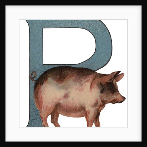 Pig Is For Pig Illustration by Anonymous