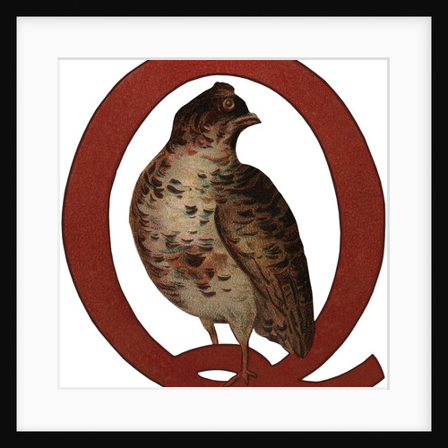 Q Is For Quail Illustration by Anonymous