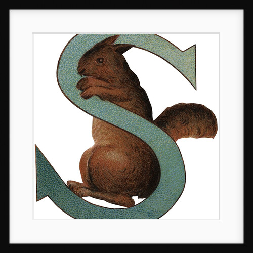 S Is For Squirrel Illustration by Anonymous