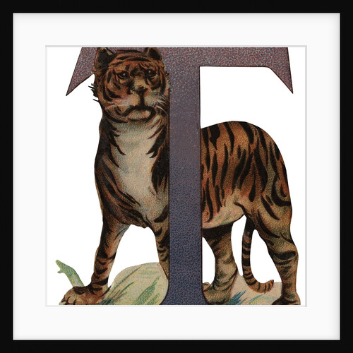 T Is For Tiger Illustration by Anonymous