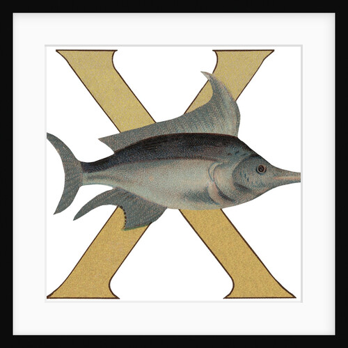 X Is For X-Ray Fish Illustration by Anonymous