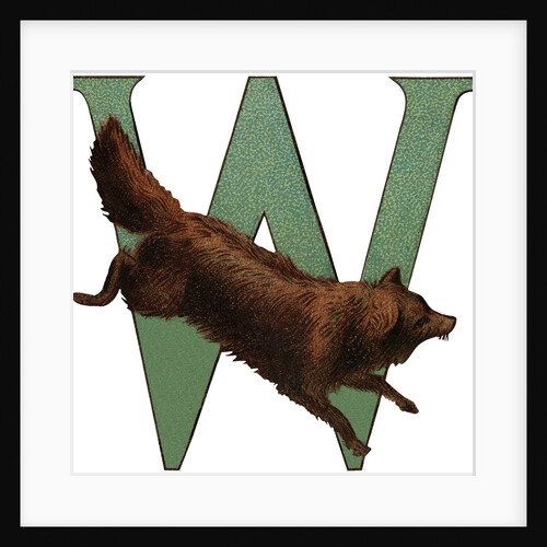 W Is For Wolverine Illustration by Anonymous