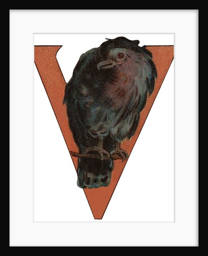 V Is For Vulture Illustration by Anonymous