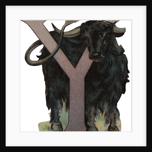 Y Is For Yak Illustration by Anonymous