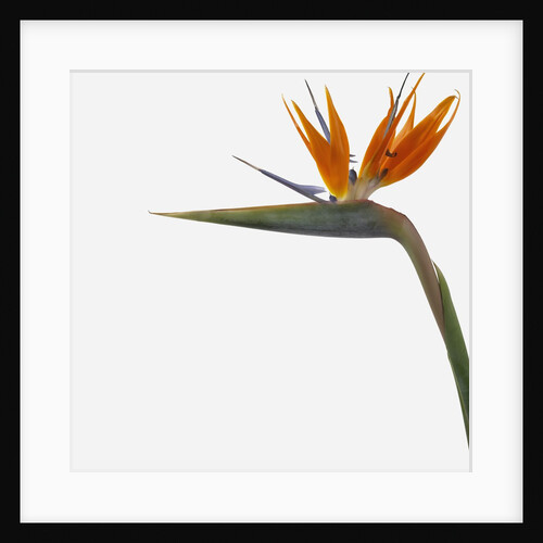 Bird of Paradise Flower by Anonymous