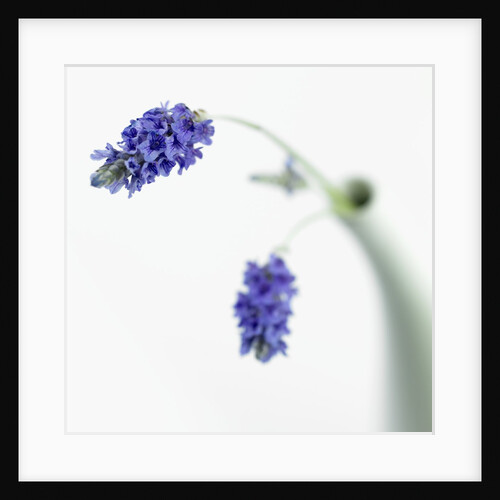 Lavender Flower by Anonymous