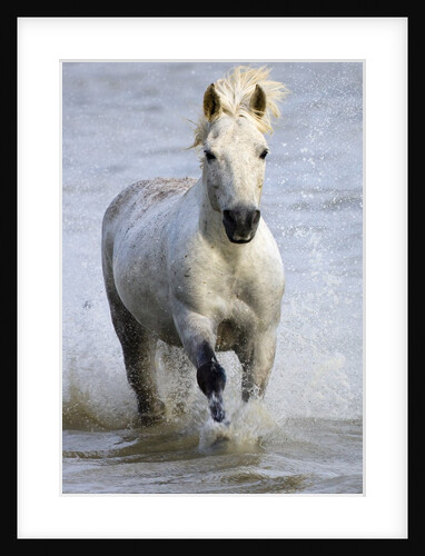 Camargue Horse Running in Water by Anonymous