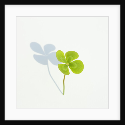 Four Leaf Clover by Anonymous