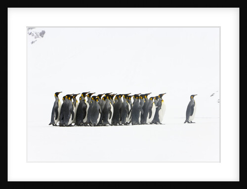 Adult King Penguins Standing in Spring Snow on South Georgia Island by Anonymous