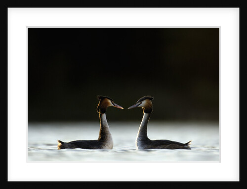 Great Crested Grebes in Courtship Display by Anonymous