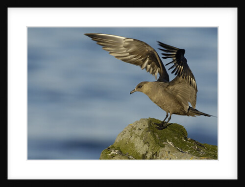 Arctic Skua by Anonymous