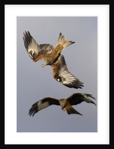 Pair of Red Kite in Flight by Anonymous