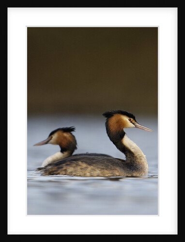 Pair of Great Crested Grebes by Anonymous