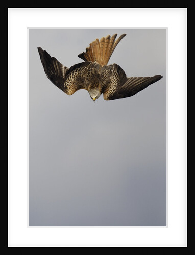 Red Kite in Flight by Anonymous