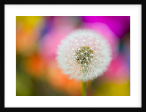 Dandelion Seed Head by Anonymous