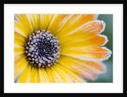 Frost on Wild Aster by Anonymous