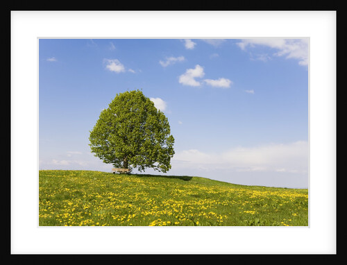 Lime Tree and Dandelion in Pasture by Anonymous
