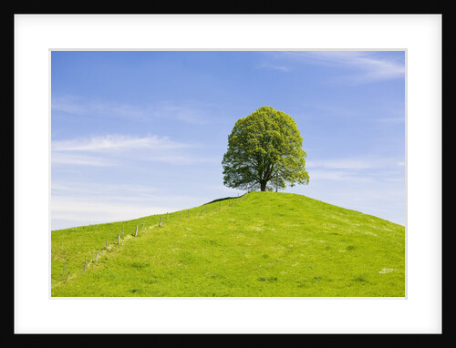 Lime Tree on Grassy Hill by Anonymous