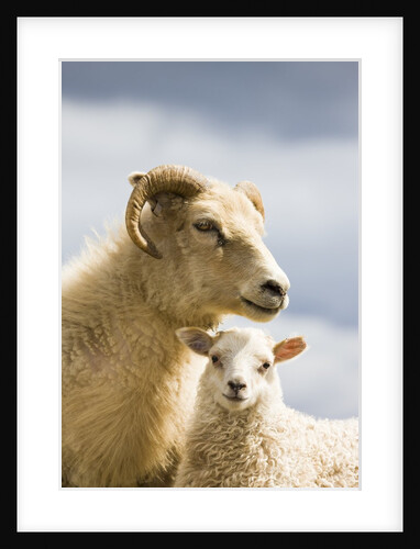 Adult Icelandic Sheep with Lamb by Anonymous