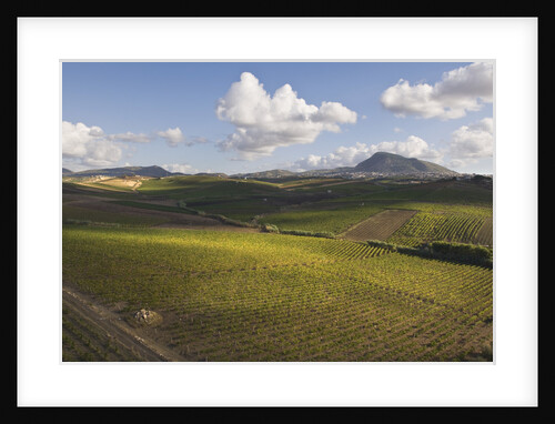Vineyards Near Partinico on Sicily by Anonymous