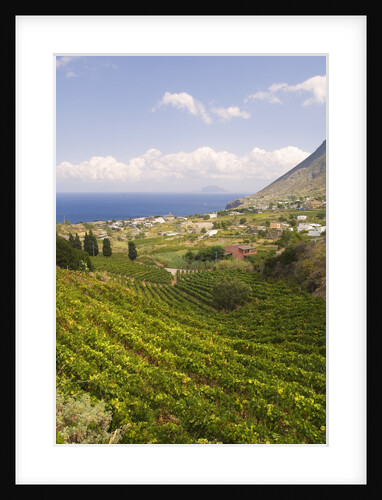 Vineyards at Malfa by Anonymous