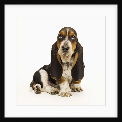 Basset Hound Puppy by Anonymous