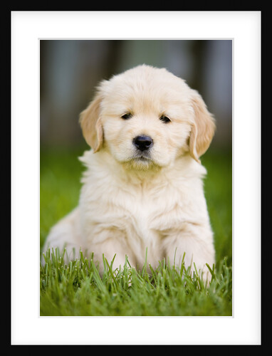 Golden Retriever Puppy by Anonymous