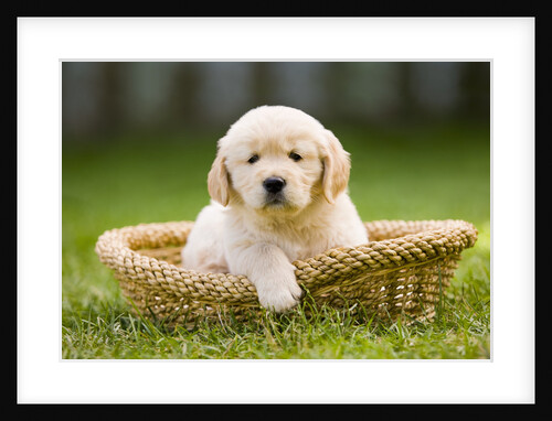 Golden Retriever Puppy in Pet Bed by Anonymous