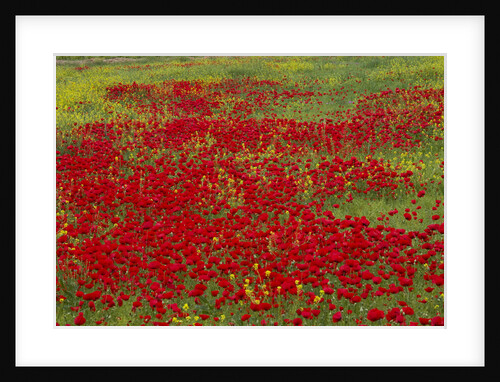 Spring Bloom of Red Poppies and Mustard by Anonymous