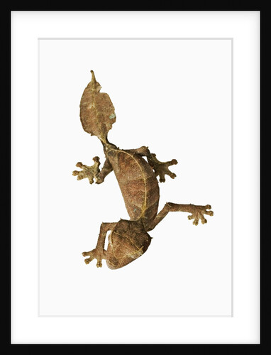 Leaf-tailed Gecko by Anonymous