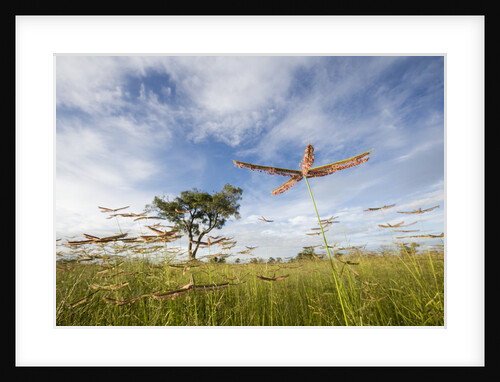 Savuti Marsh in Chobe National Park by Anonymous