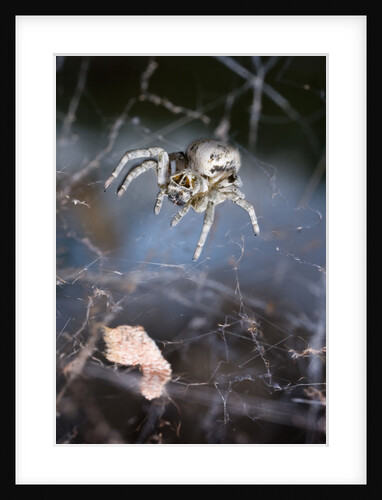 Spider in Etosha National Park by Anonymous
