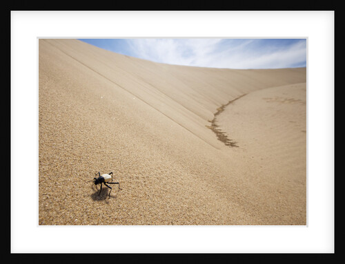 White Beetle in Sand Dunes by Anonymous